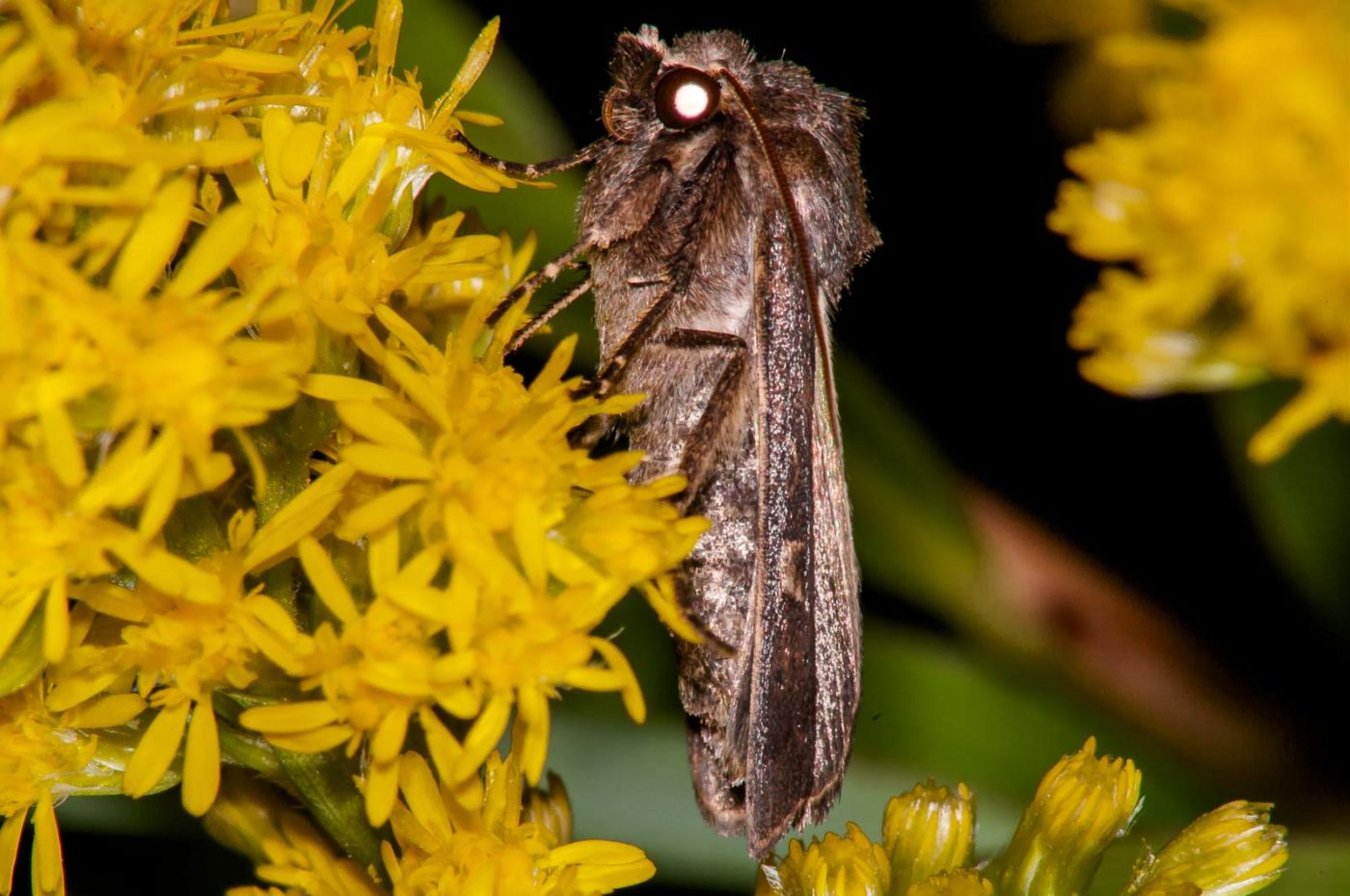 2017-08-24 - NSG Resser Wald und Emscherbruch