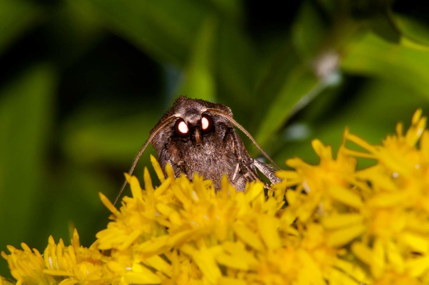 2017-08-24 - NSG Resser Wald und Emscherbruch