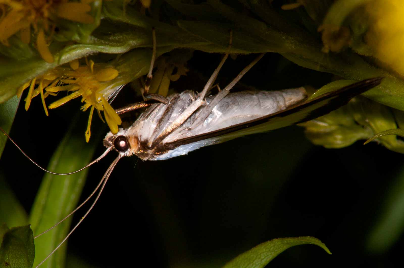 °buchsbaumzünsler°