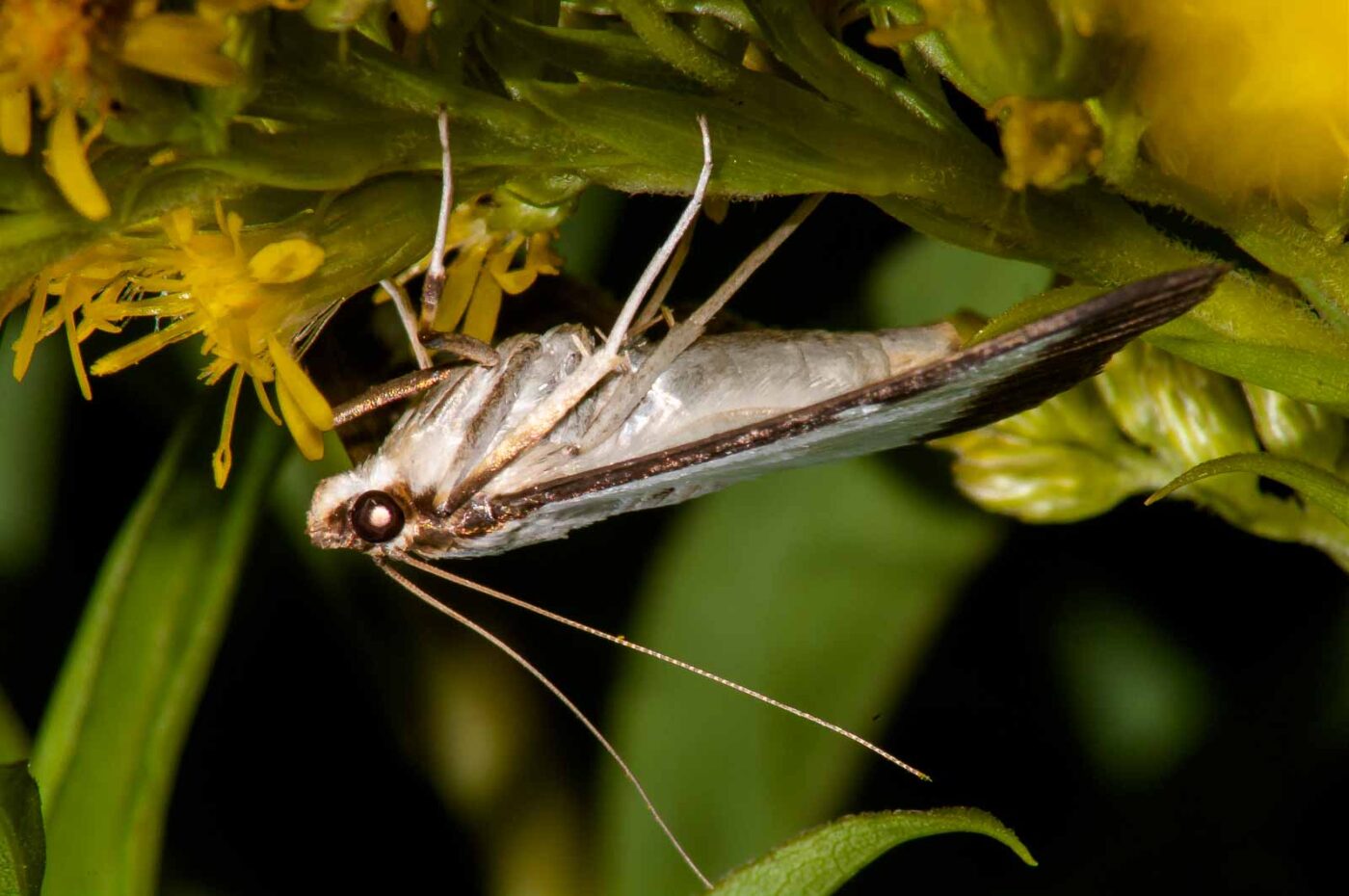 2017-08-24 - NSG Resser Wald und Emscherbruch