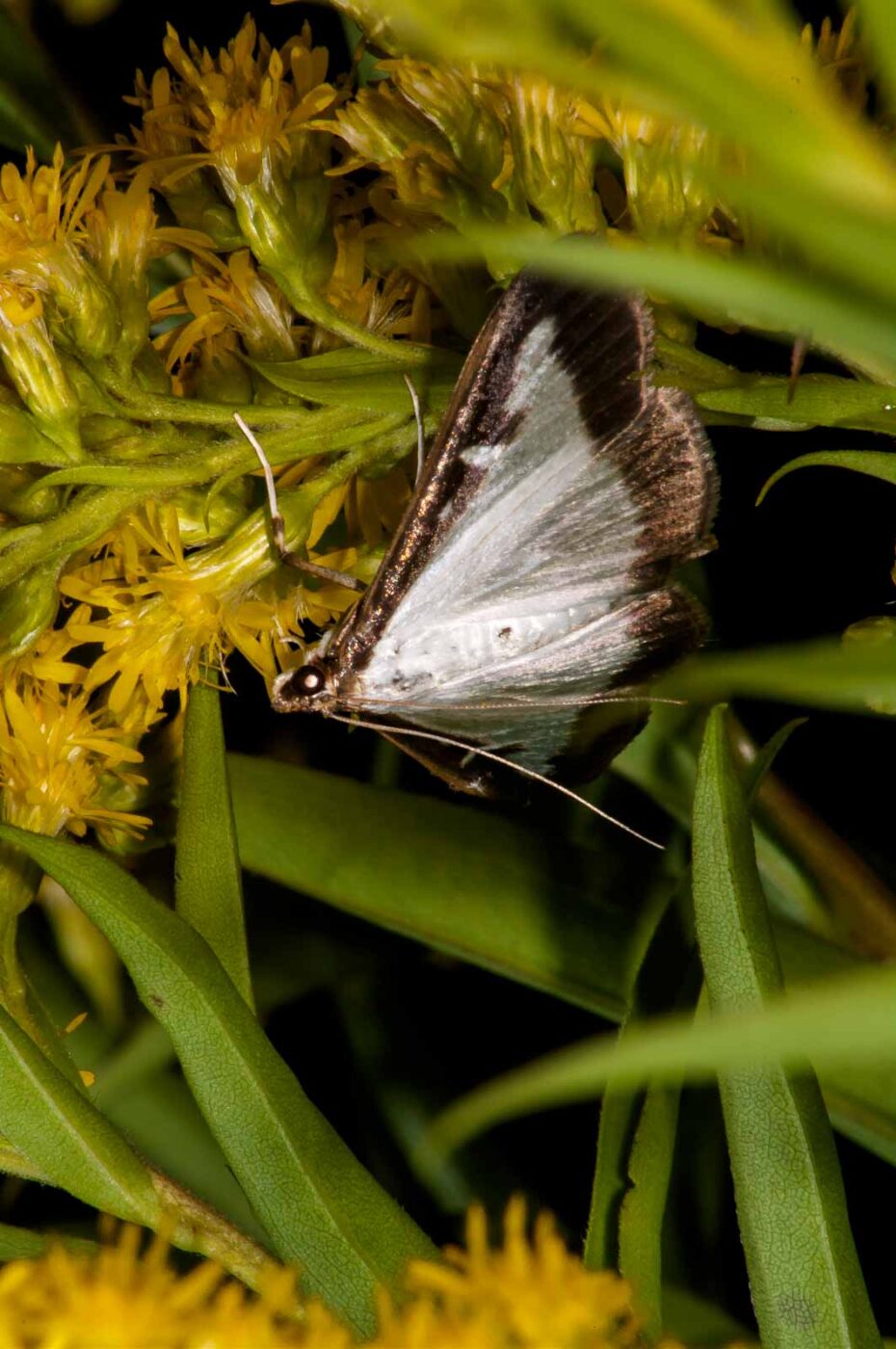 2017-08-24 - NSG Resser Wald und Emscherbruch