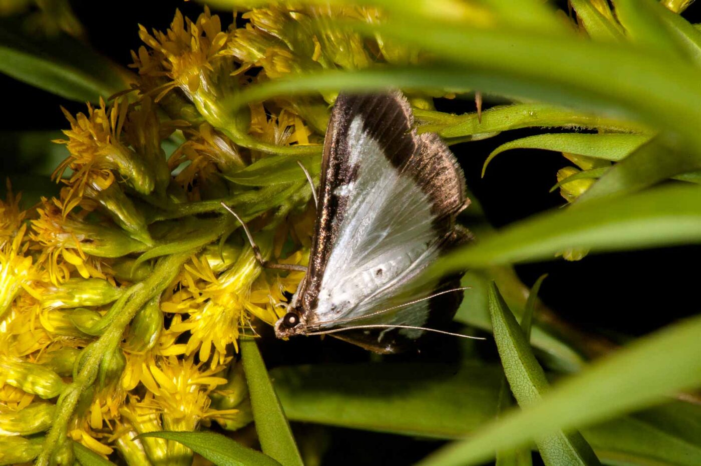 2017-08-24 - NSG Resser Wald und Emscherbruch