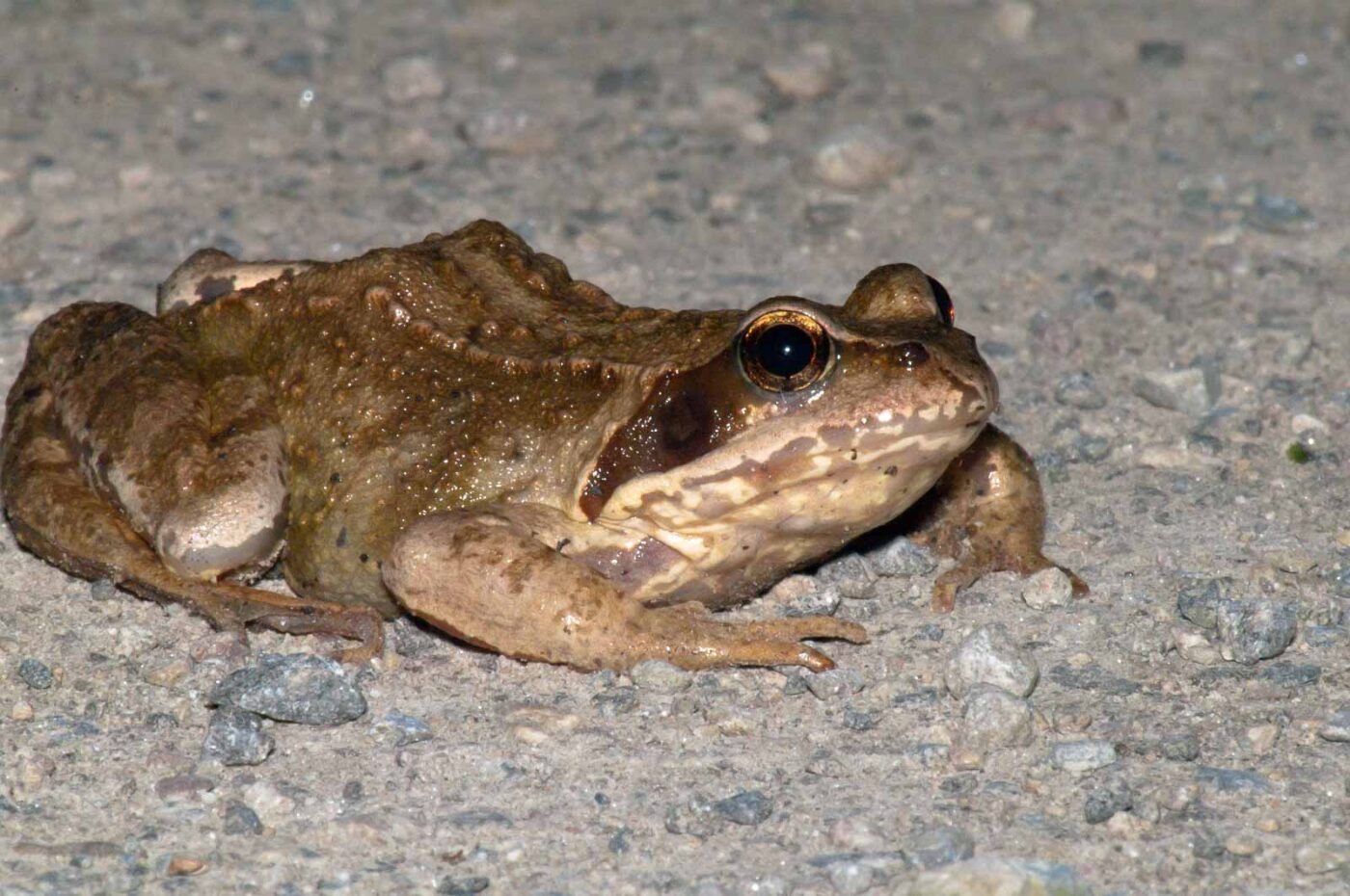 2017-08-24 - NSG Resser Wald und Emscherbruch