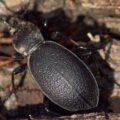 2017-09-03 - NSG Resser Wald und Emscherbruch