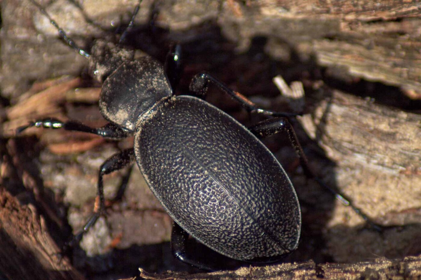 2017-09-03 - NSG Resser Wald und Emscherbruch