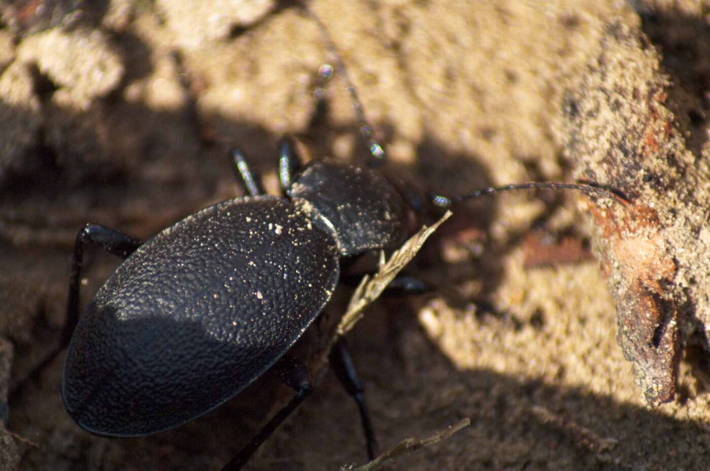 2017-09-03 - NSG Resser Wald und Emscherbruch