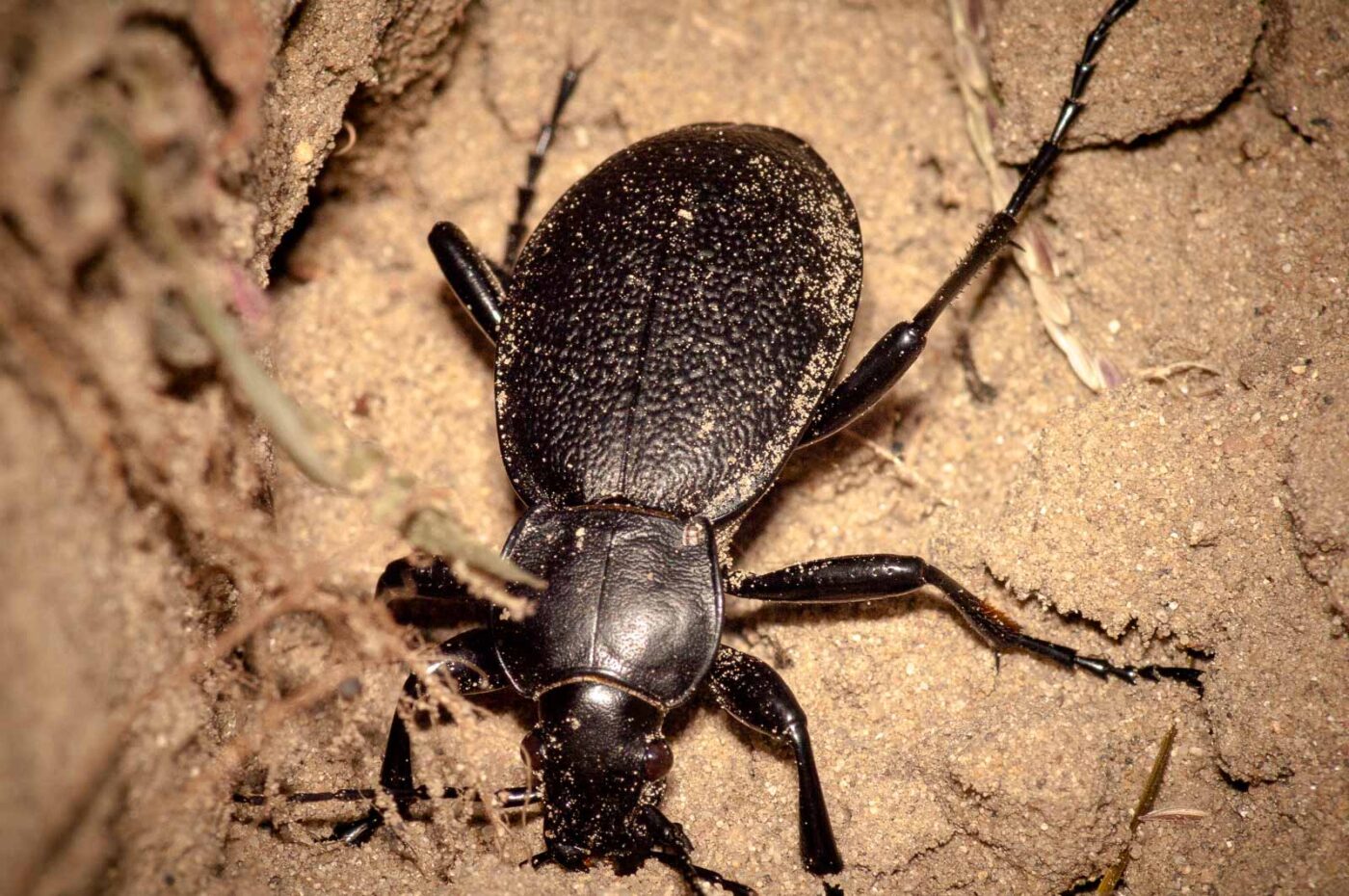 2017-09-03 - NSG Resser Wald und Emscherbruch