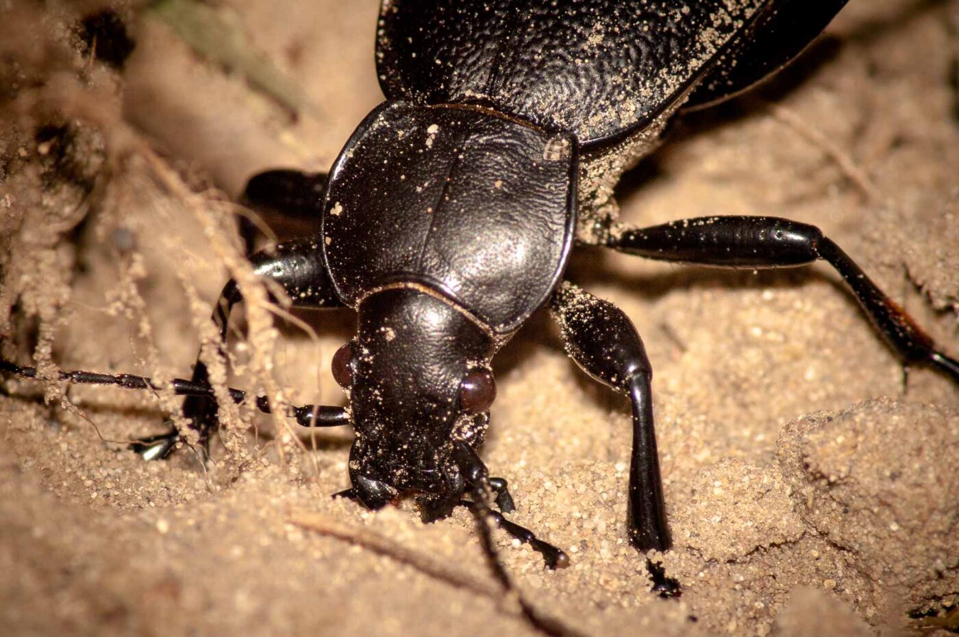 2017-09-03 - NSG Resser Wald und Emscherbruch