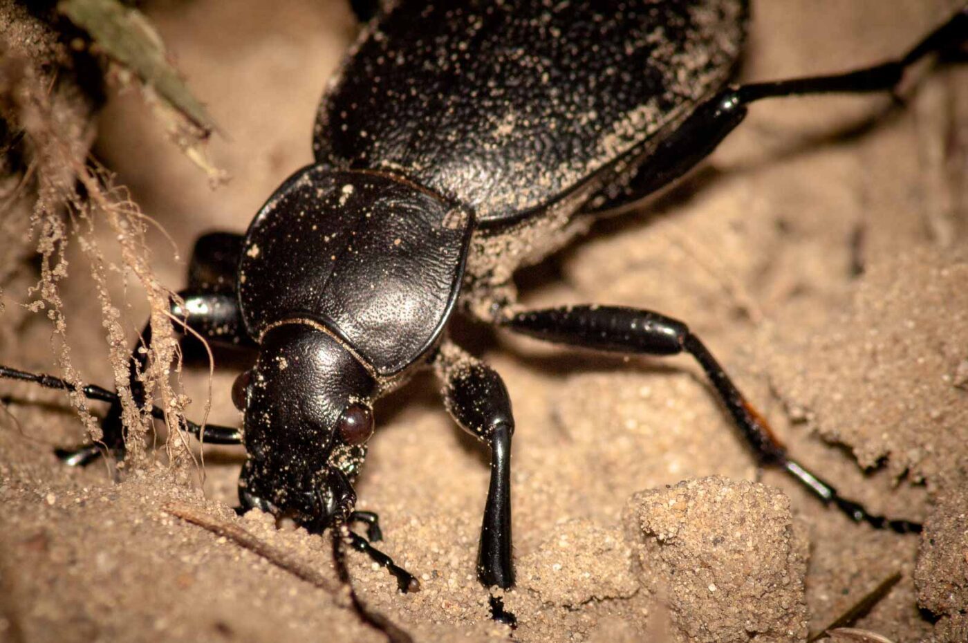 2017-09-03 - NSG Resser Wald und Emscherbruch