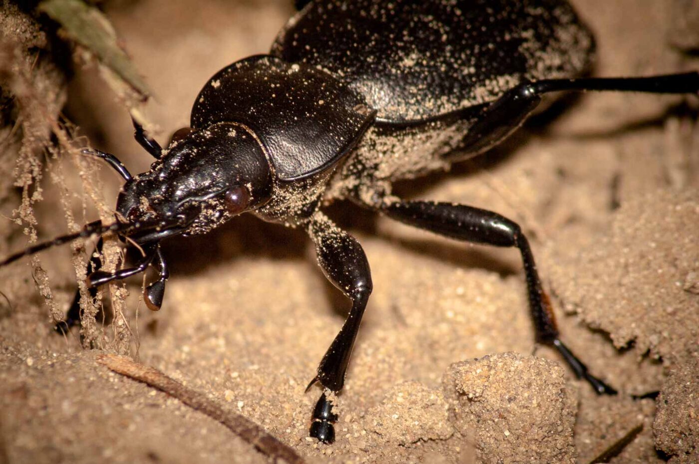 2017-09-03 - NSG Resser Wald und Emscherbruch