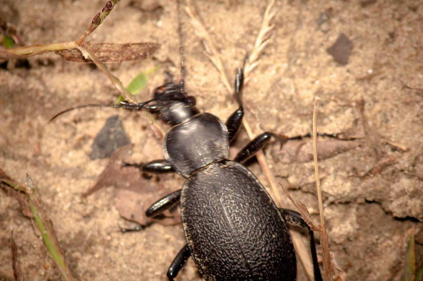 2017-09-03 - NSG Resser Wald und Emscherbruch