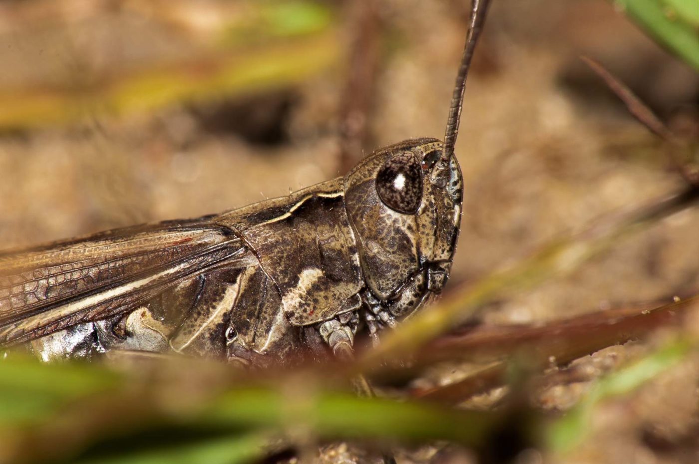 2017-09-03 - NSG Resser Wald und Emscherbruch
