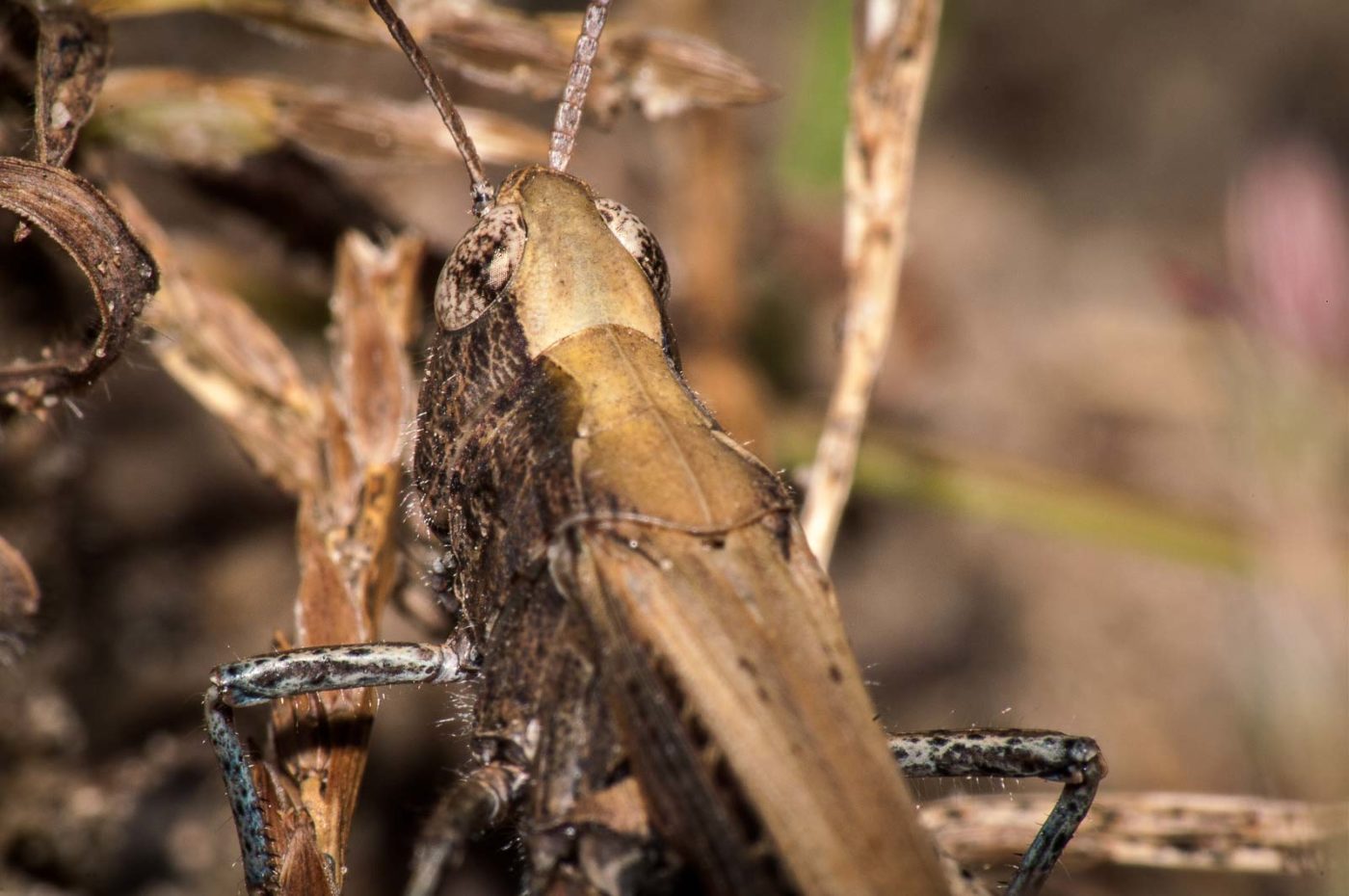 2017-09-03 - NSG Resser Wald und Emscherbruch