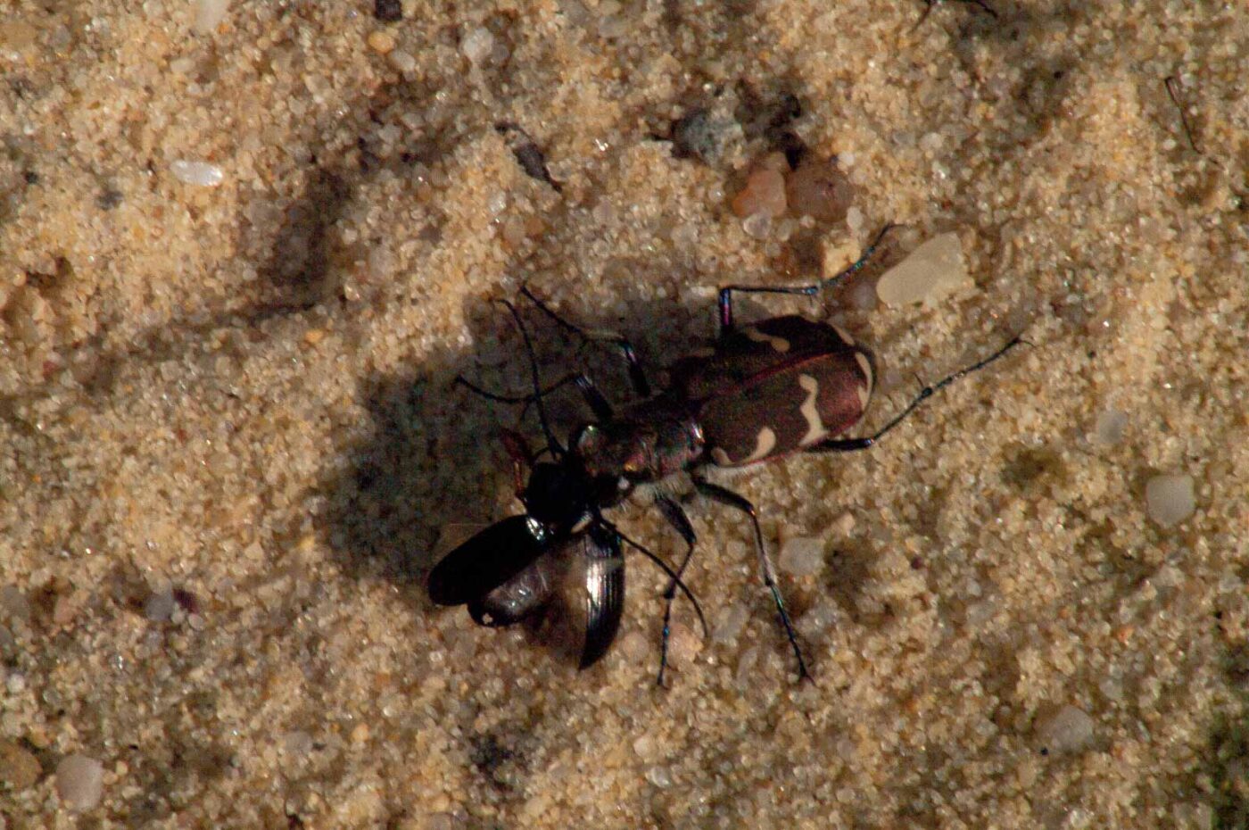 2017-09-03 - NSG Resser Wald und Emscherbruch