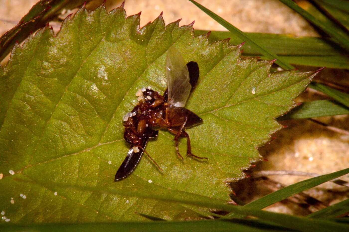 2017-09-03 - NSG Resser Wald und Emscherbruch