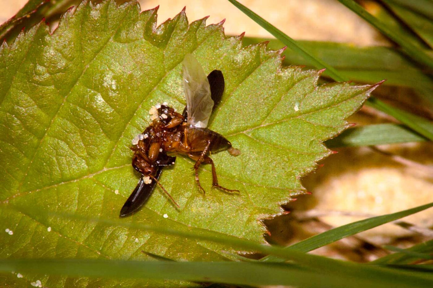 2017-09-03 - NSG Resser Wald und Emscherbruch
