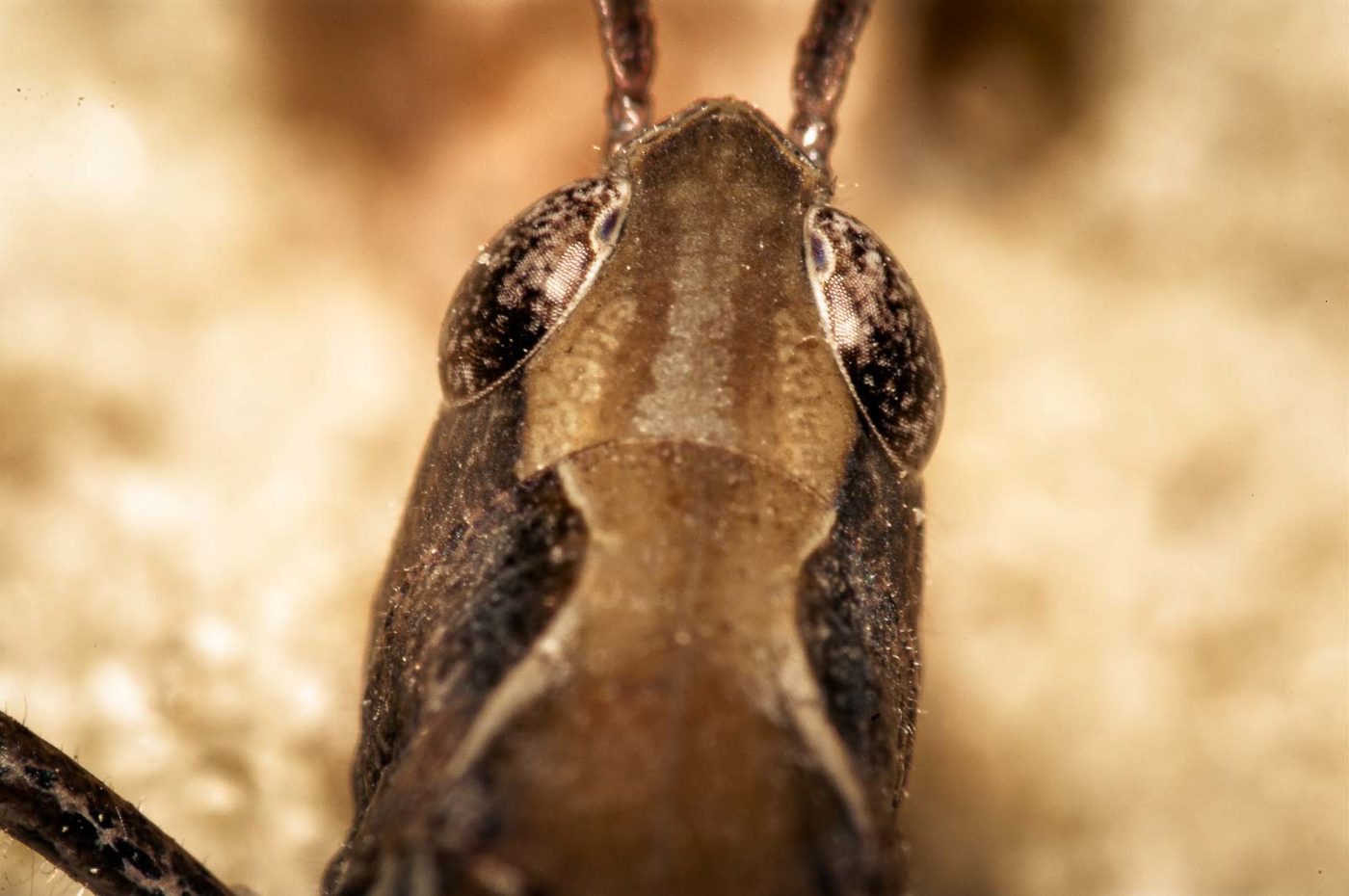 2017-09-03 - NSG Resser Wald und Emscherbruch