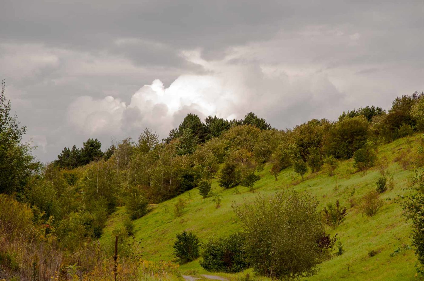 2017-09-06 - NSG Halde Pluto-Wilhelm HER-Wanne