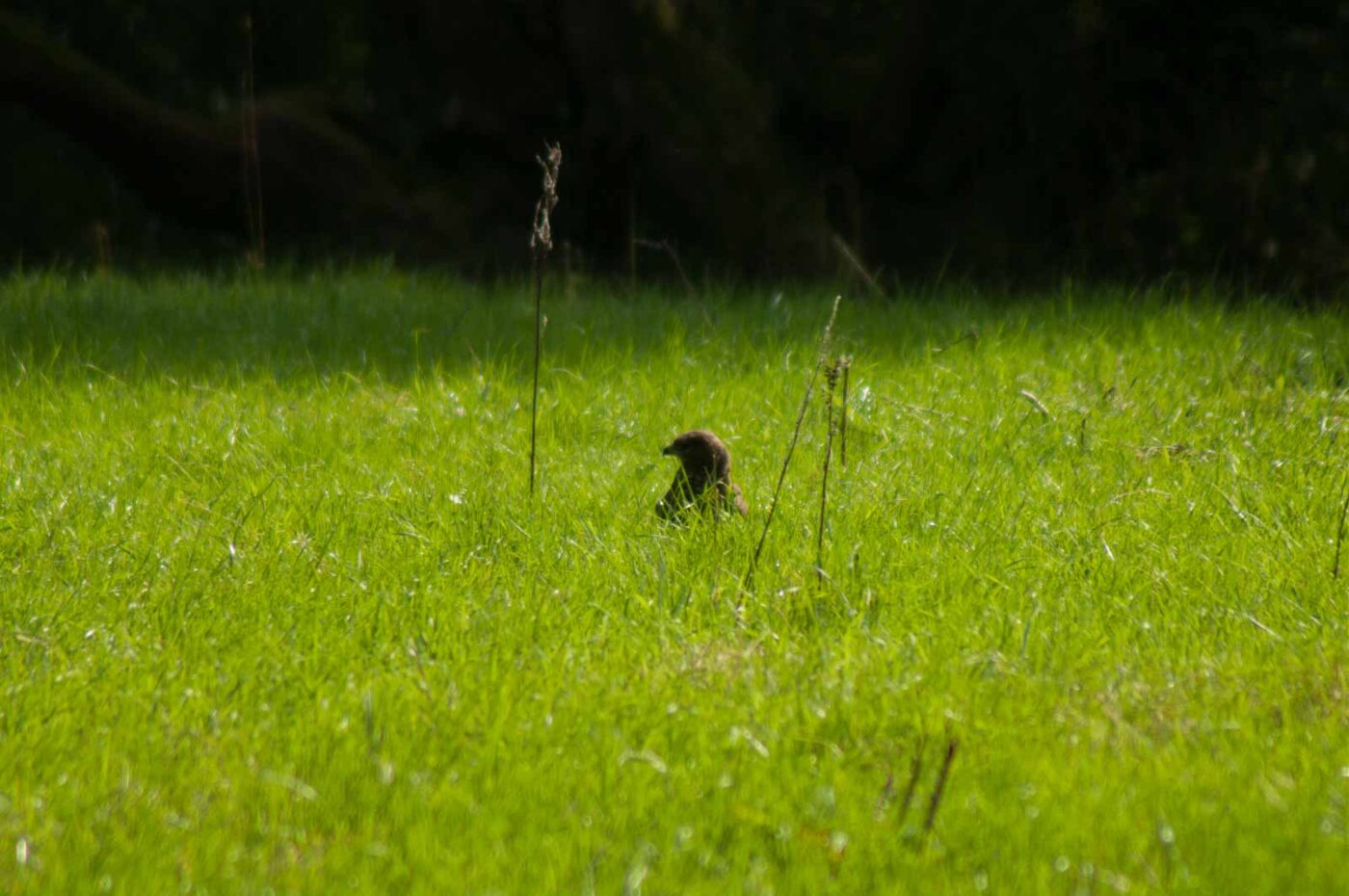 2017-09-21 - NSG Tippelsberg Bochum