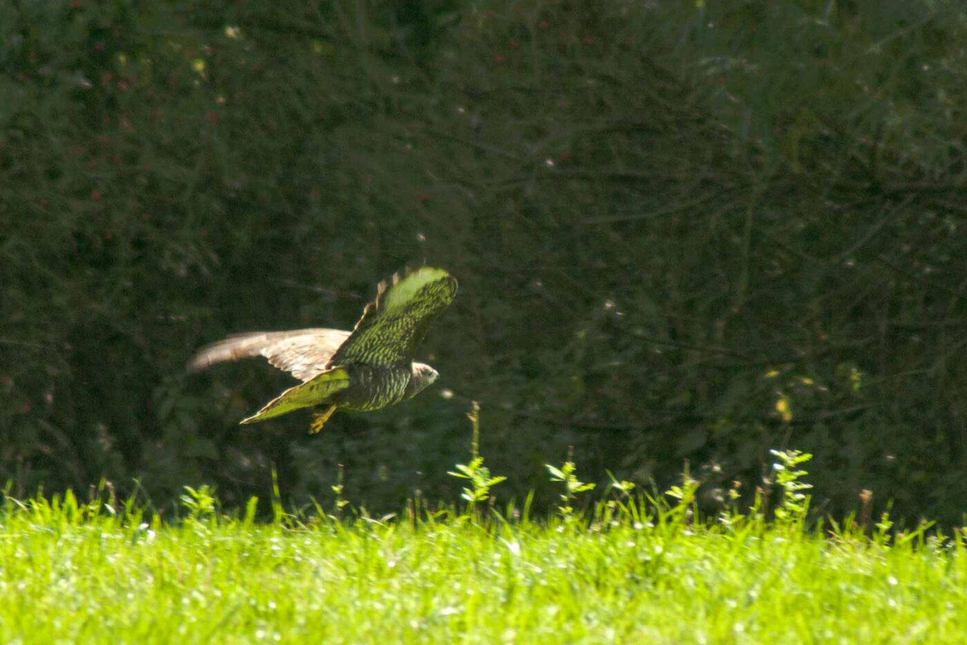 2017-09-21 - NSG Tippelsberg Bochum