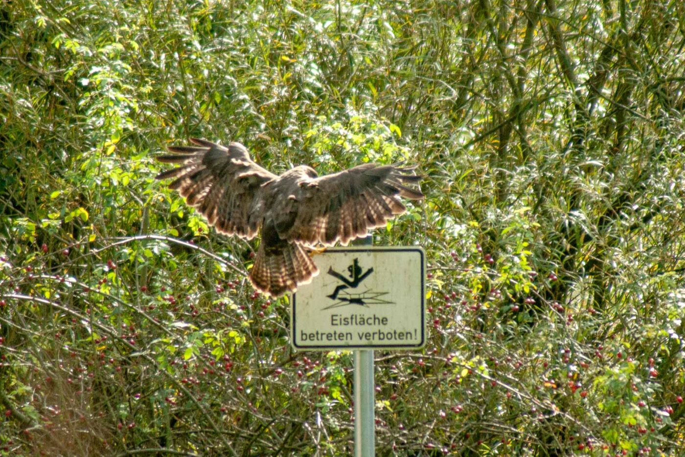 2017-09-21 - NSG Tippelsberg Bochum