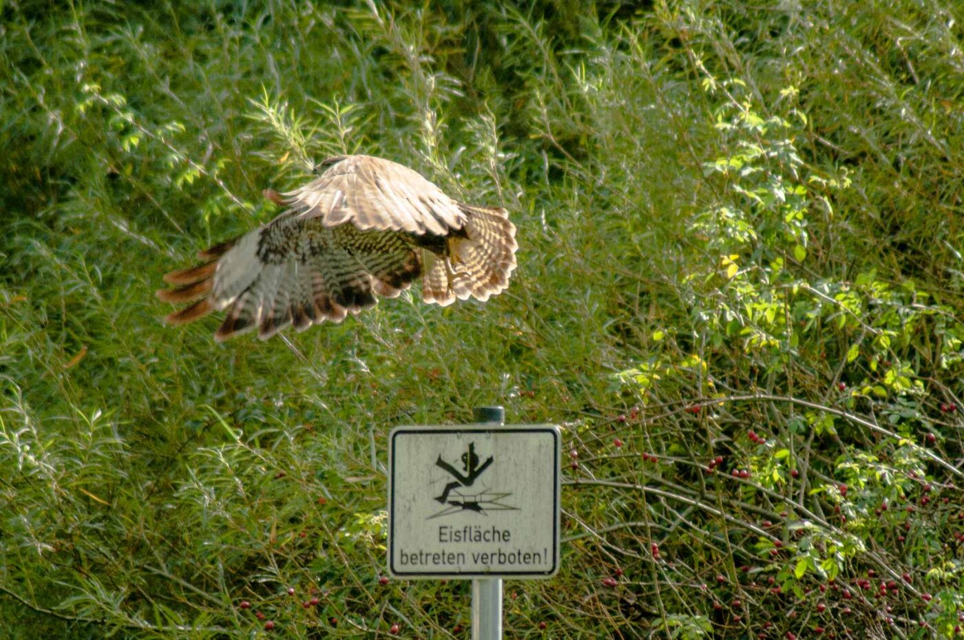 2017-09-21 - NSG Tippelsberg Bochum