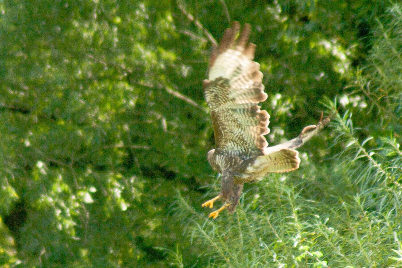 2017-09-21 - NSG Tippelsberg Bochum
