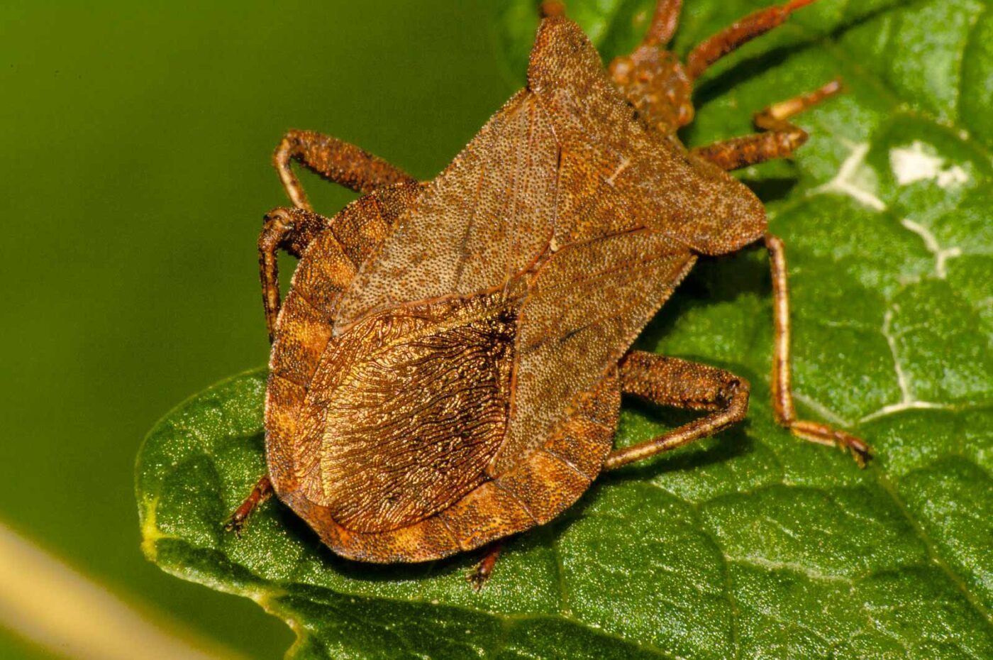 2017-09-21 - NSG Tippelsberg Bochum