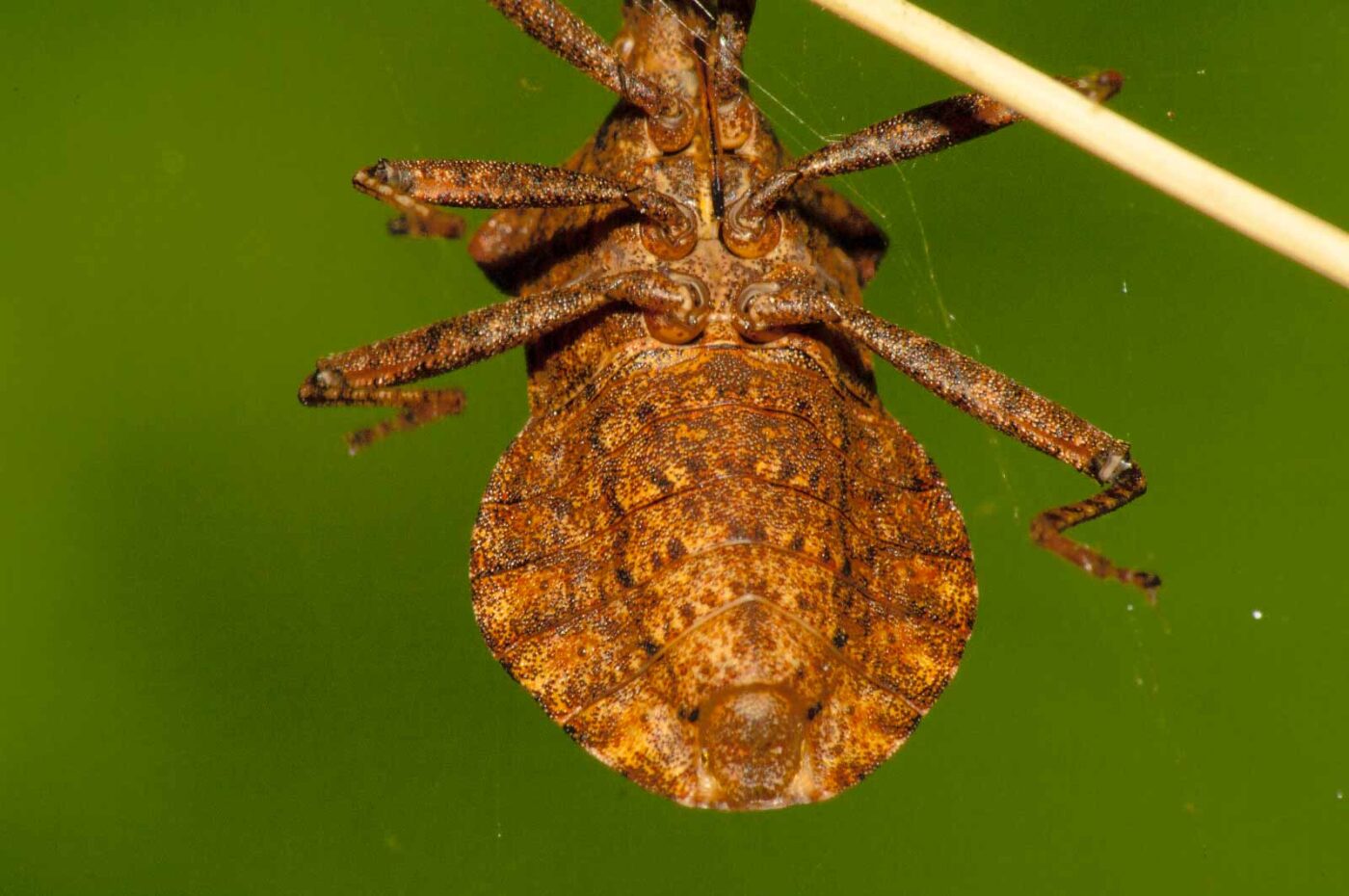 2017-09-21 - NSG Tippelsberg Bochum