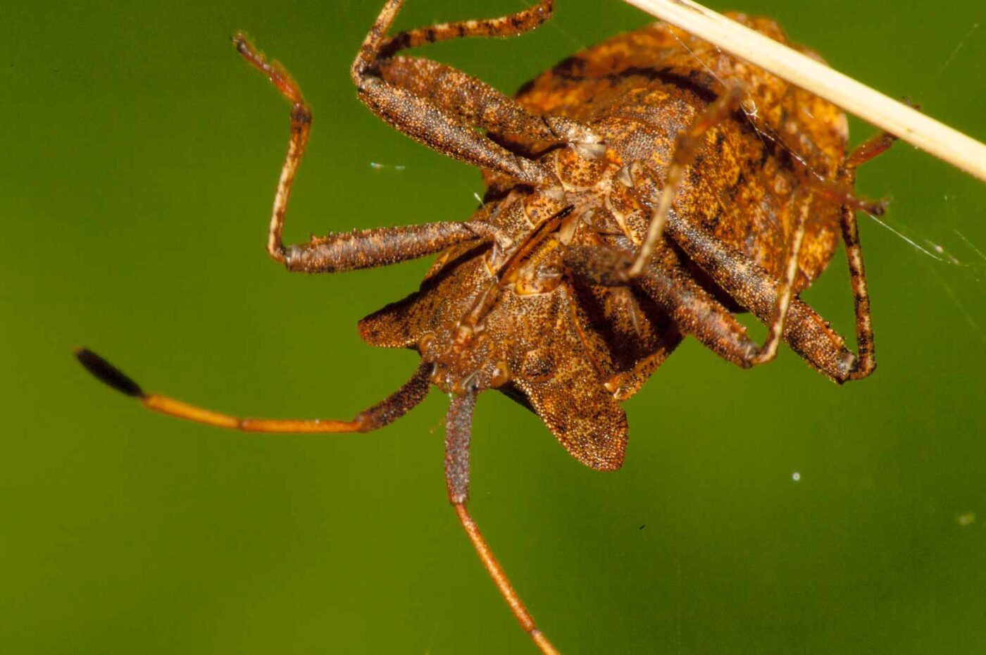 2017-09-21 - NSG Tippelsberg Bochum