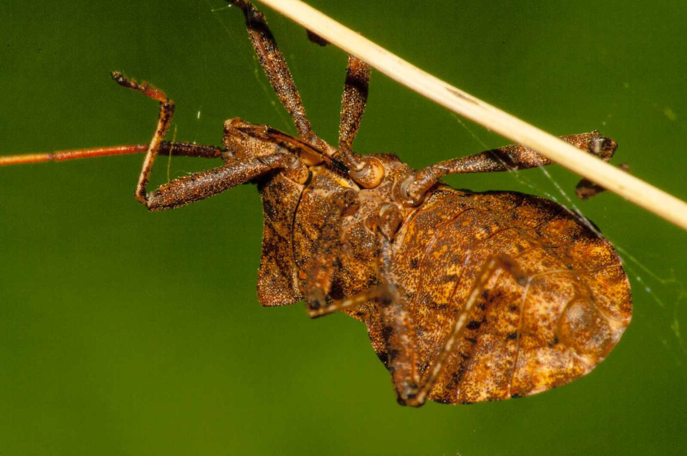 2017-09-21 - NSG Tippelsberg Bochum