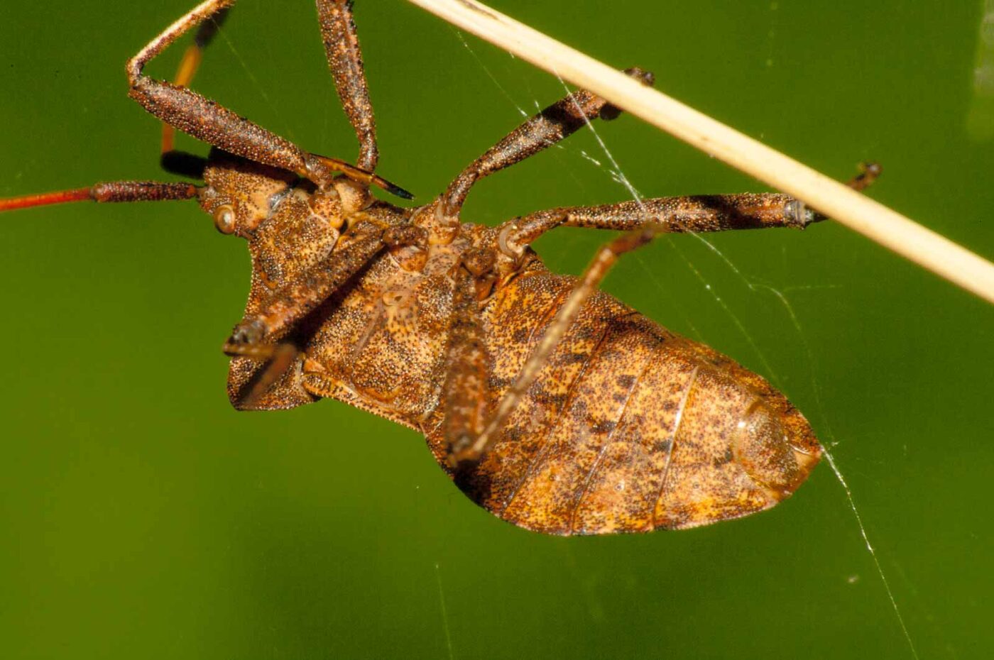 2017-09-21 - NSG Tippelsberg Bochum