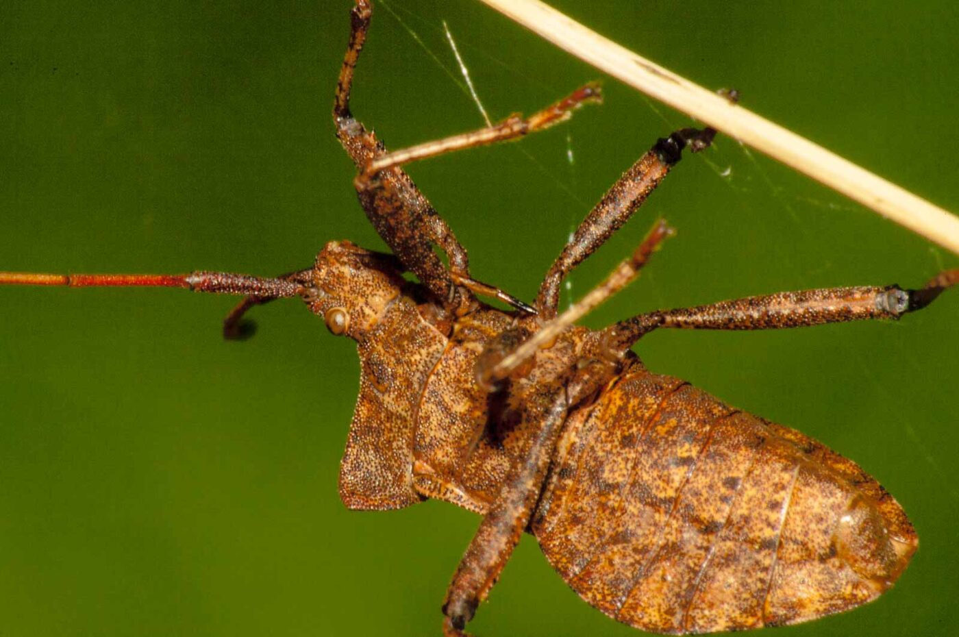 2017-09-21 - NSG Tippelsberg Bochum