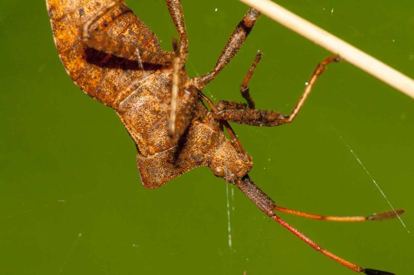 2017-09-21 - NSG Tippelsberg Bochum