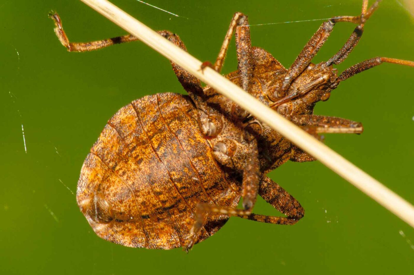 2017-09-21 - NSG Tippelsberg Bochum