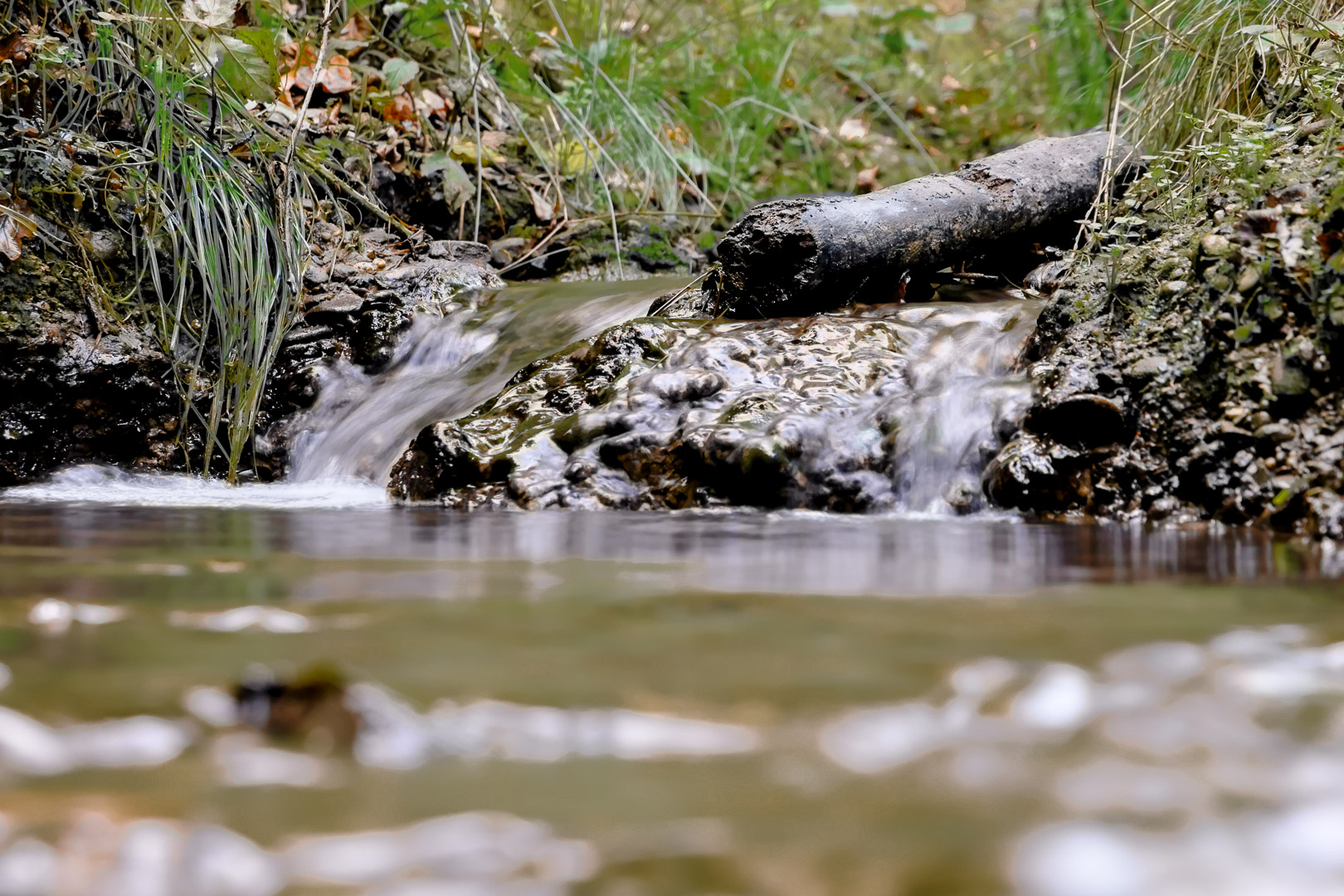 2017-09-21 - NSG Tippelsberg Bochum