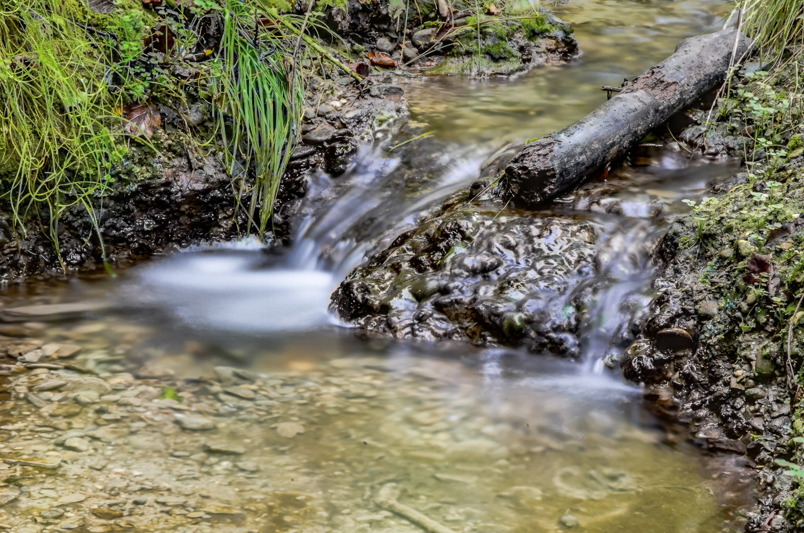 2017-09-21 - NSG Tippelsberg Bochum