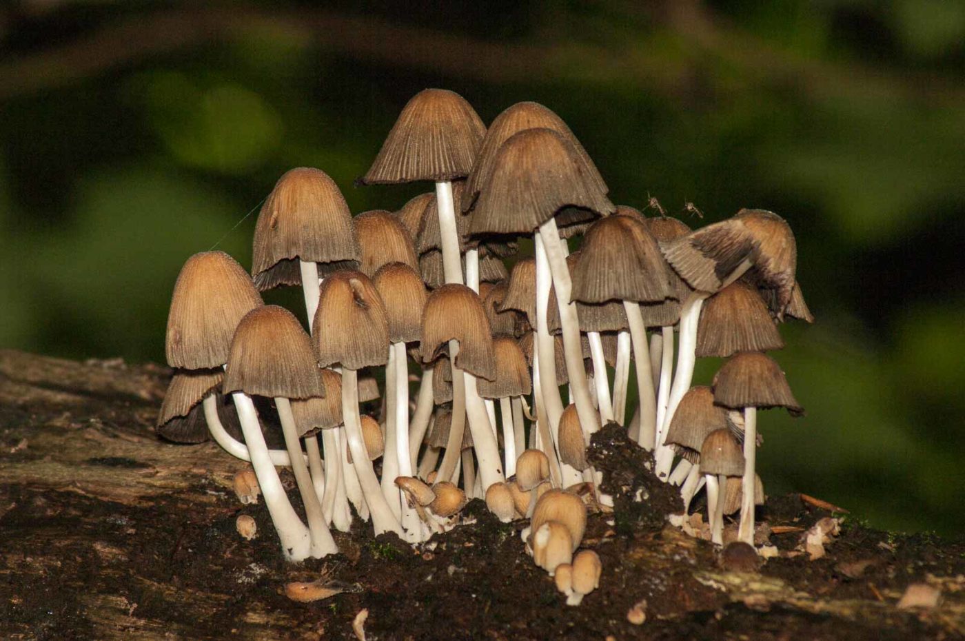 2017-09-21 - NSG Tippelsberg Bochum