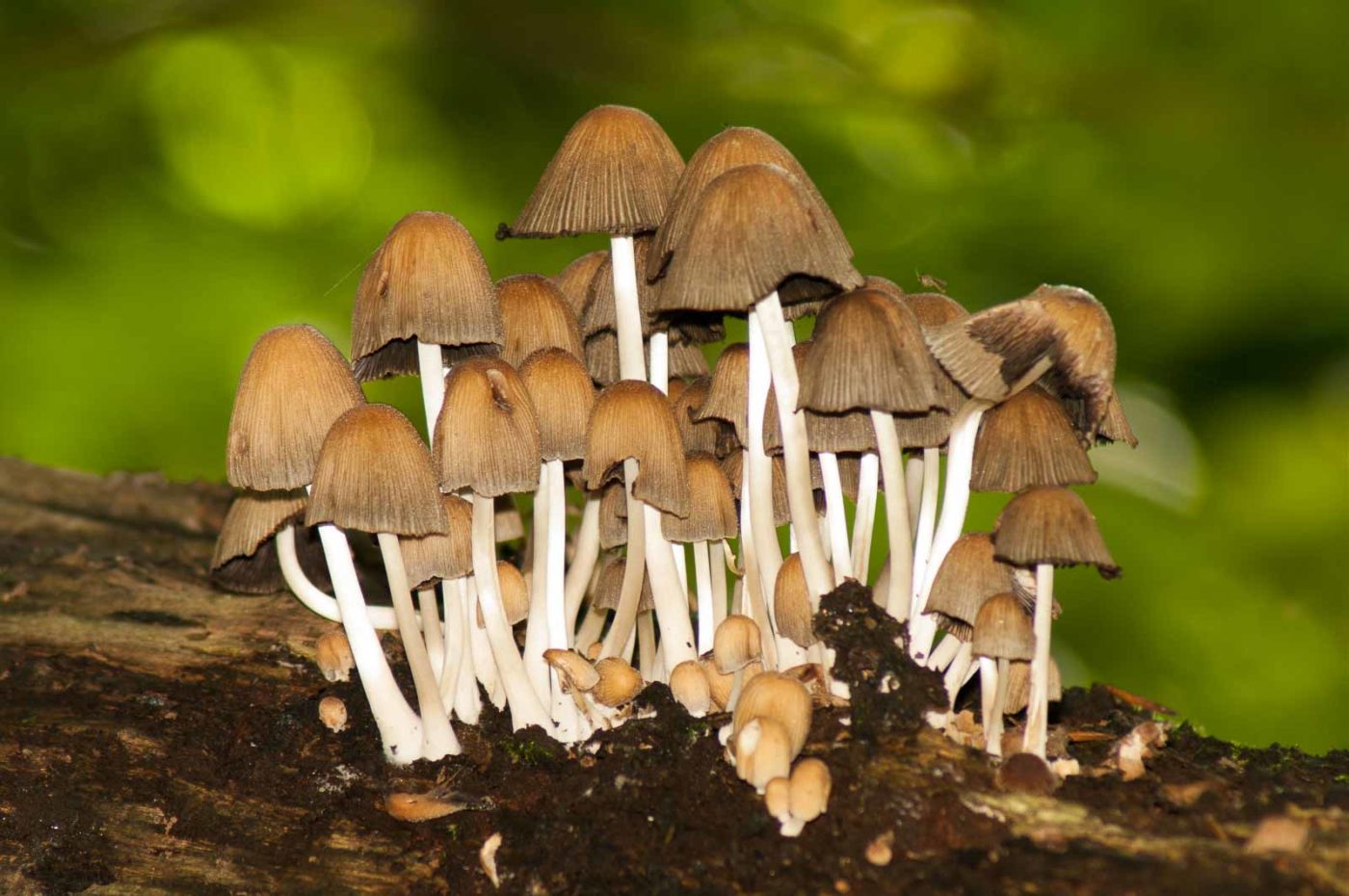 2017-09-21 - NSG Tippelsberg Bochum