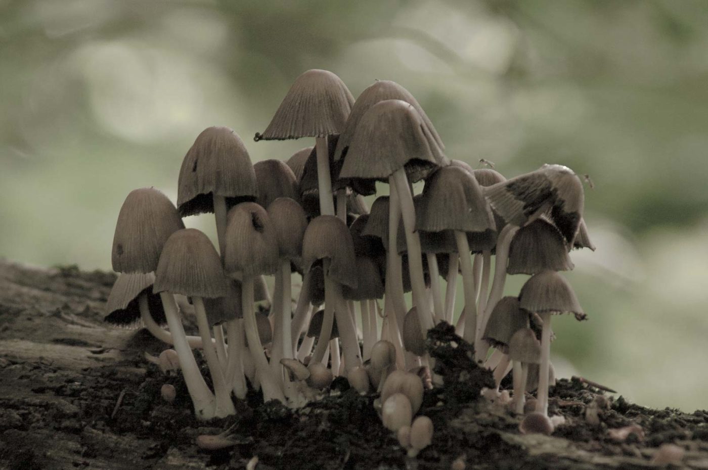 2017-09-21 - NSG Tippelsberg Bochum