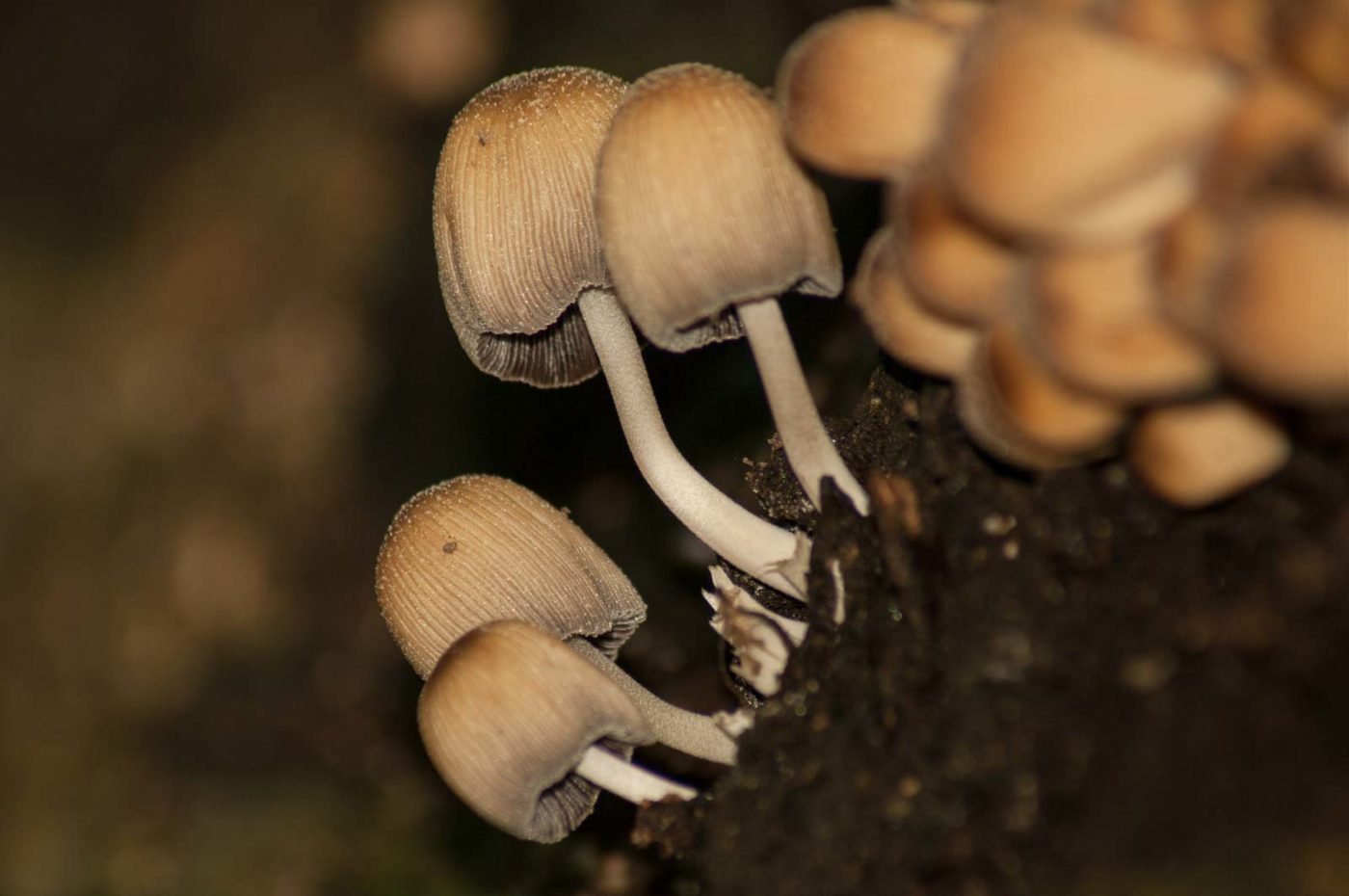 2017-09-21 - NSG Tippelsberg Bochum