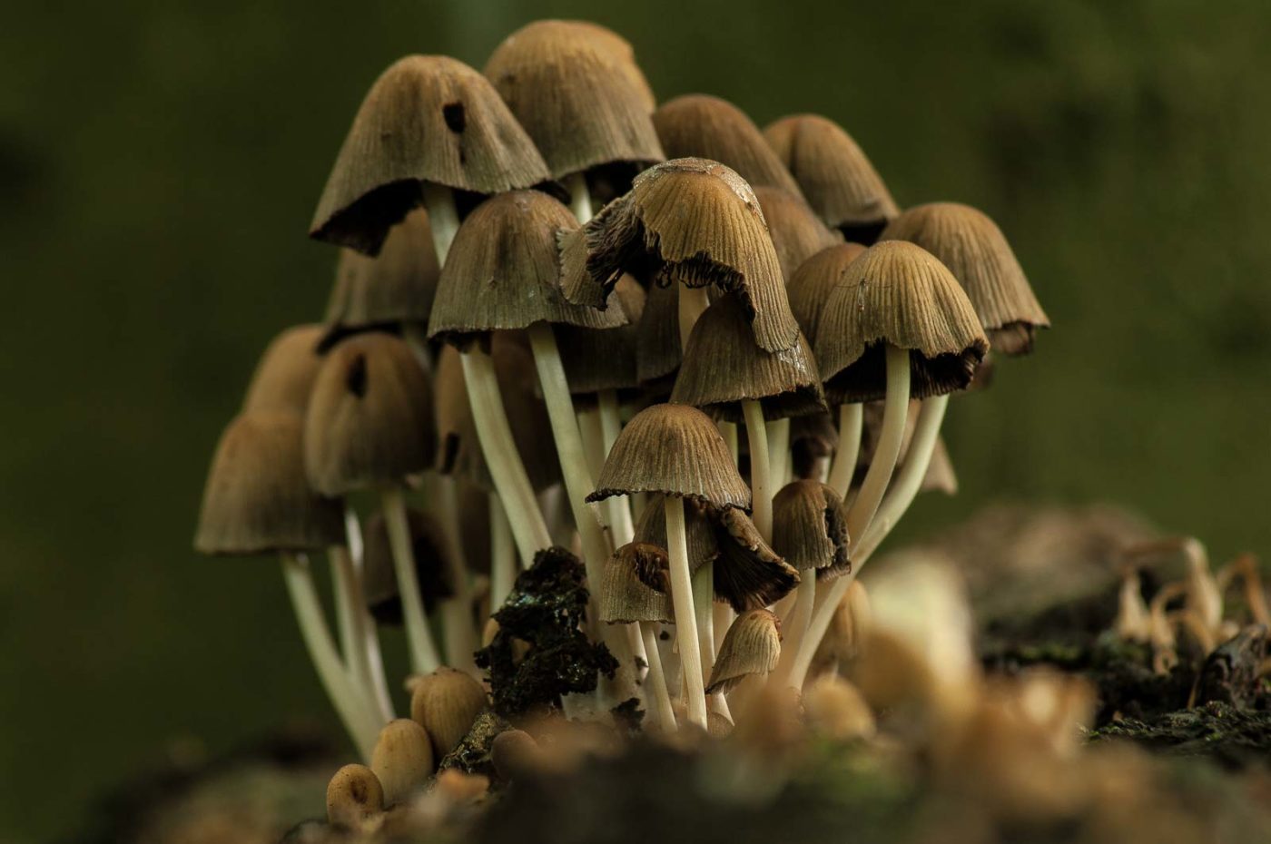 2017-09-21 - NSG Tippelsberg Bochum