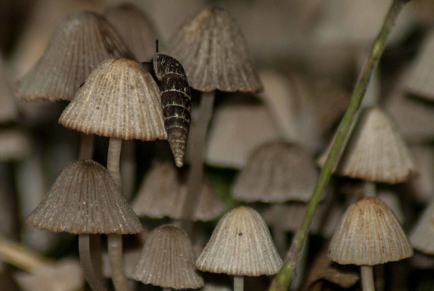 2017-09-21 - NSG Tippelsberg Bochum