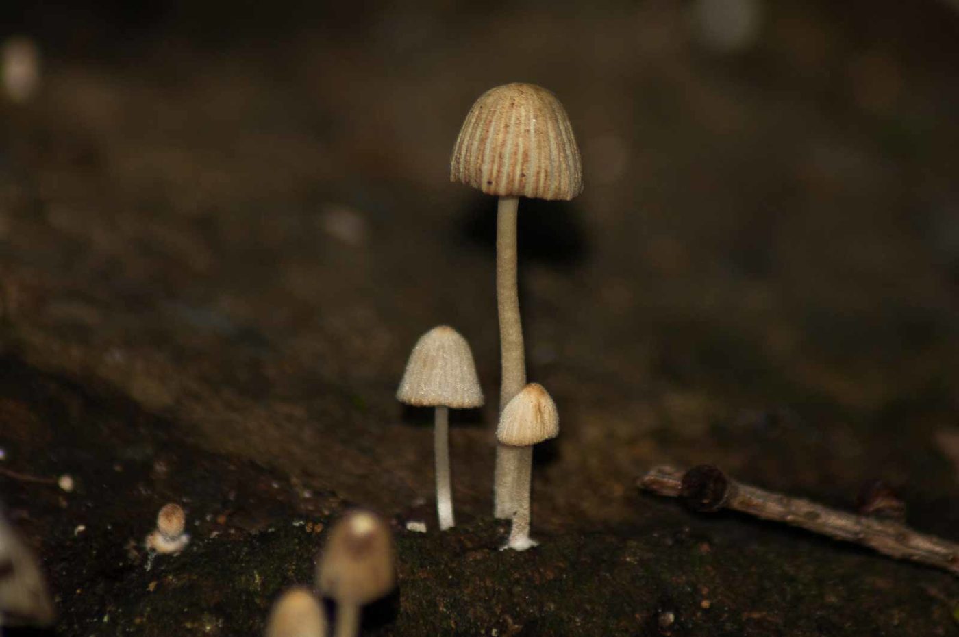 2017-09-21 - NSG Tippelsberg Bochum