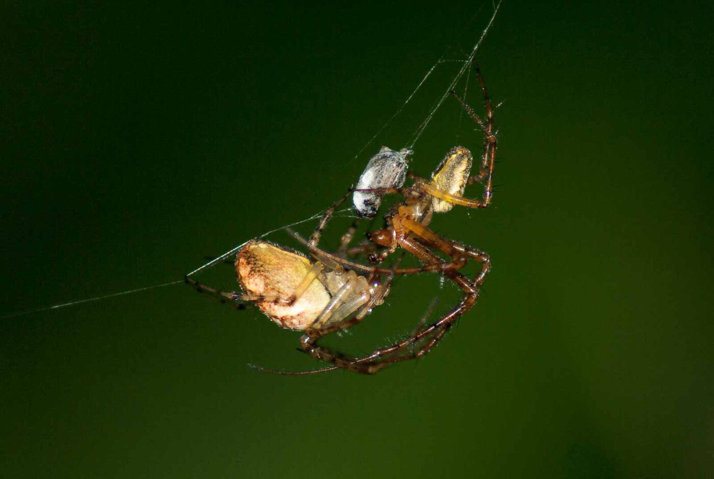 2017-09-21 - NSG Tippelsberg Bochum