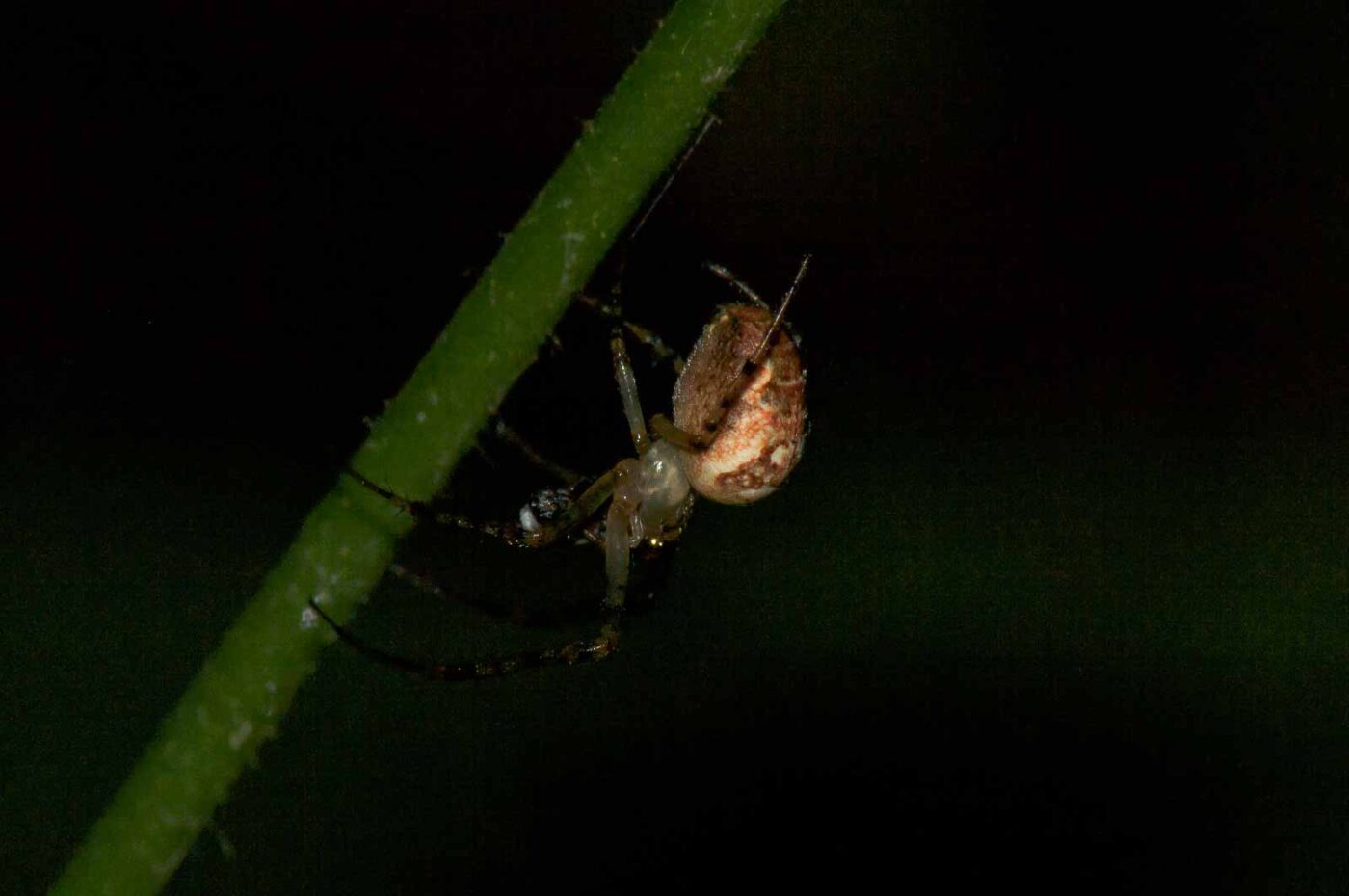 2017-09-21 - NSG Tippelsberg Bochum