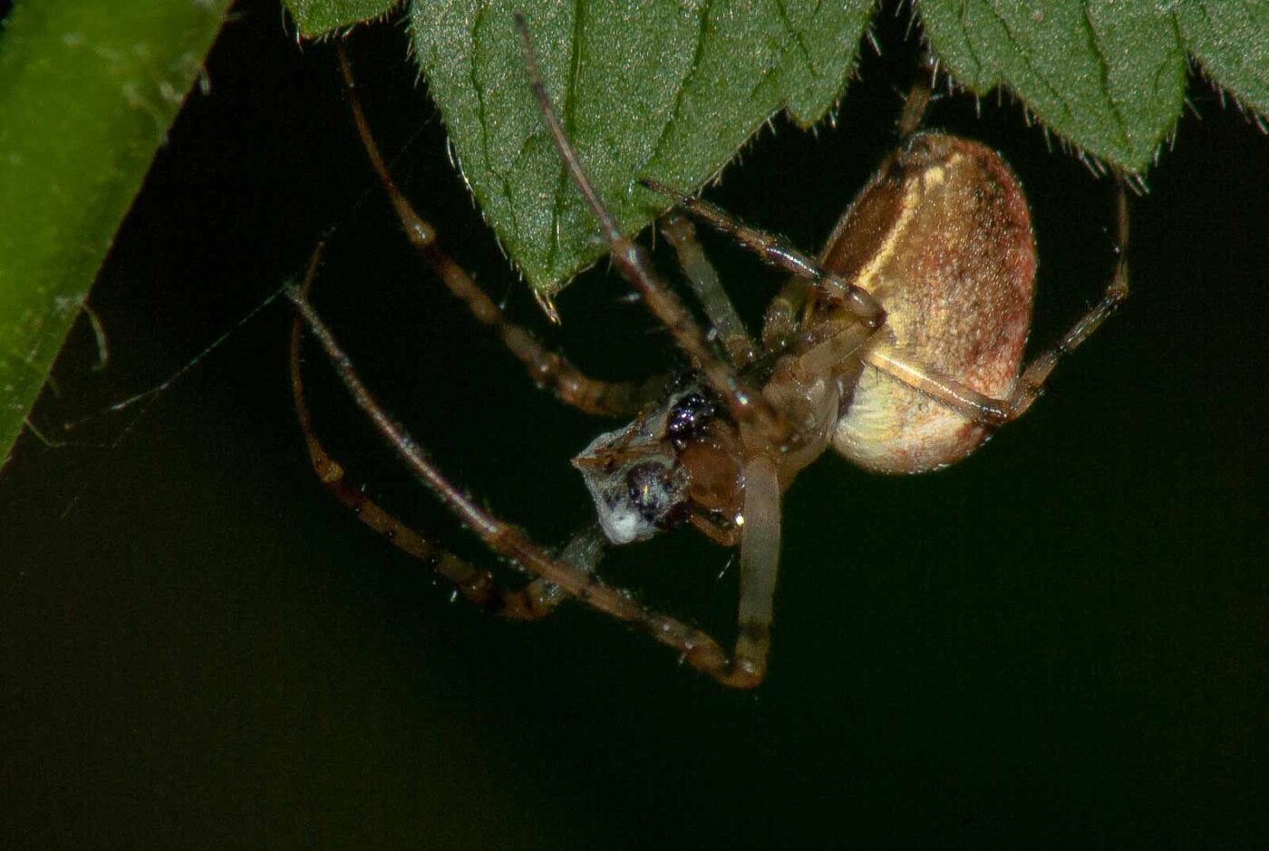 2017-09-21 - NSG Tippelsberg Bochum