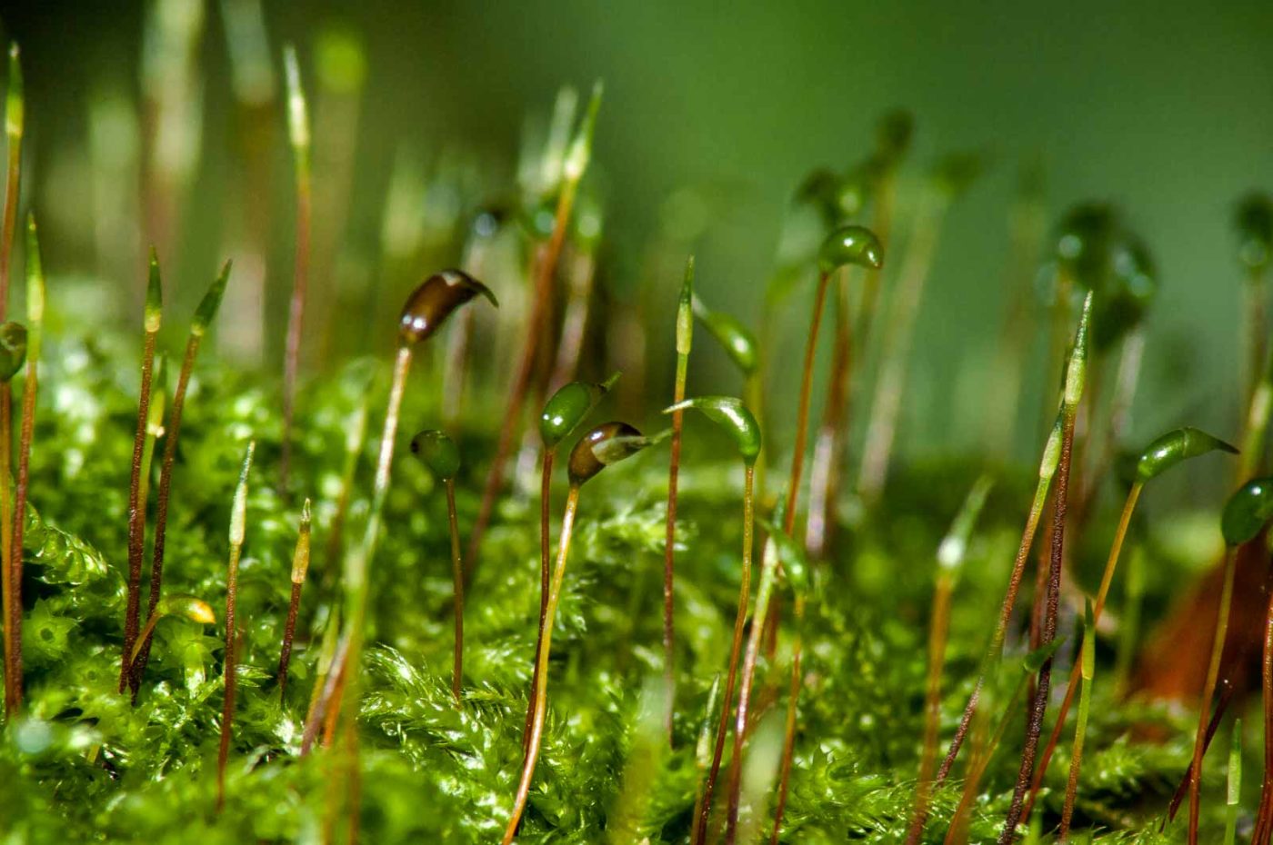 2017-09-21 - NSG Tippelsberg Bochum