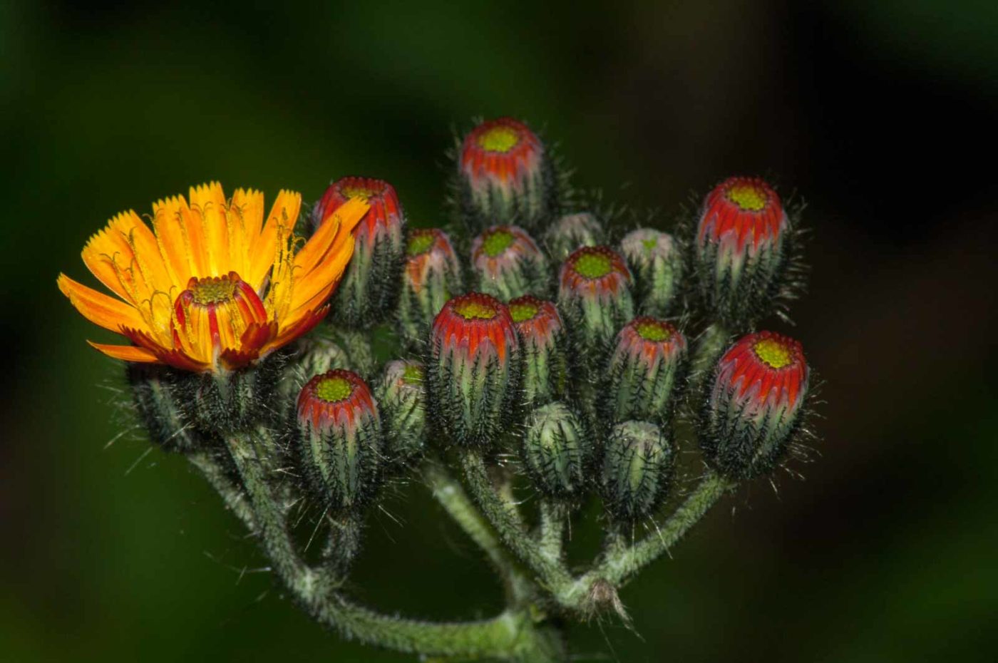 2017-09-22 - NSG Tippelsberg Bochum