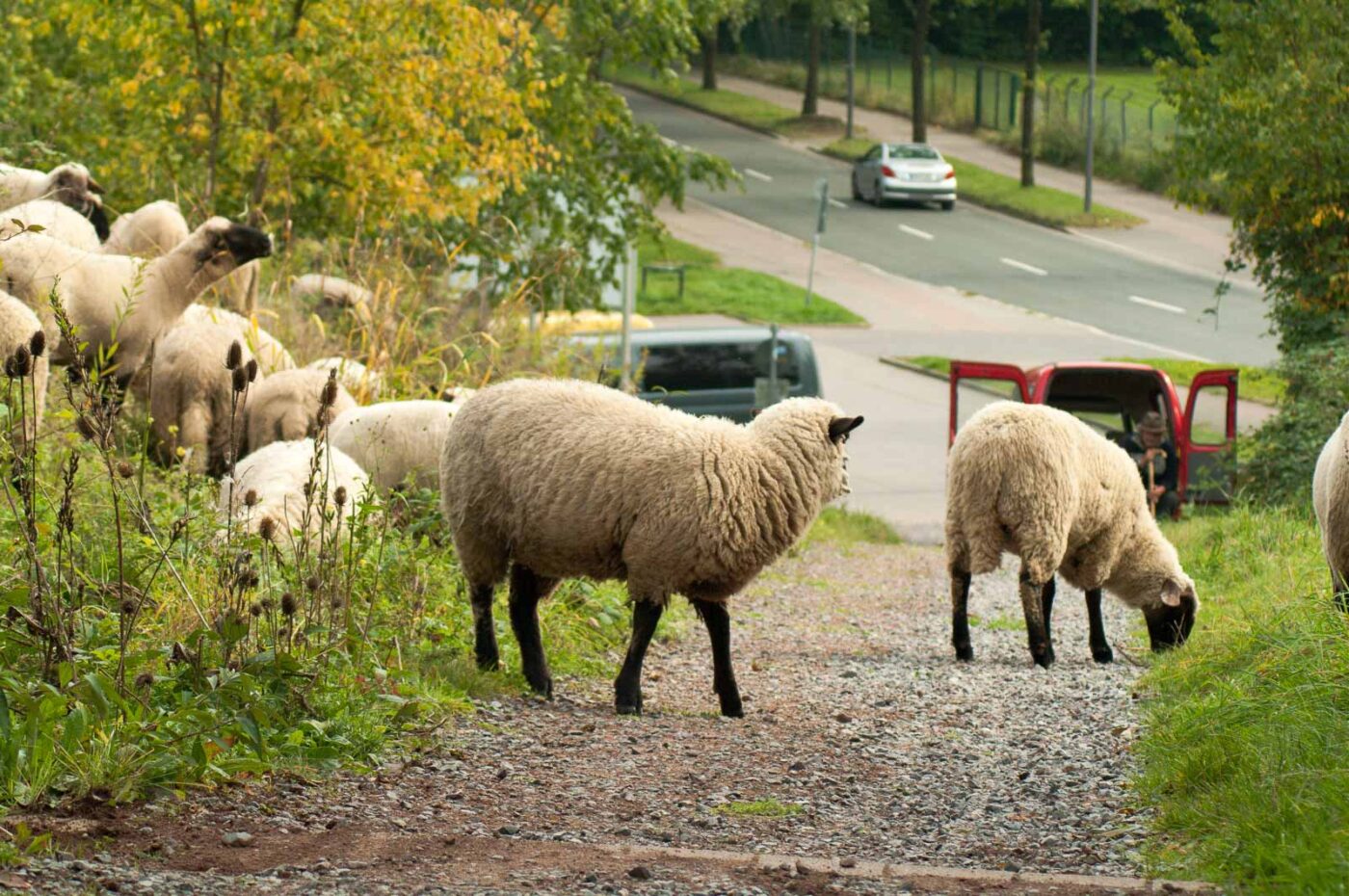 2017-09-22 - NSG Tippelsberg Bochum